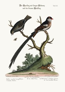 De Langstaartmus en de Donkere Vink, 1749-73